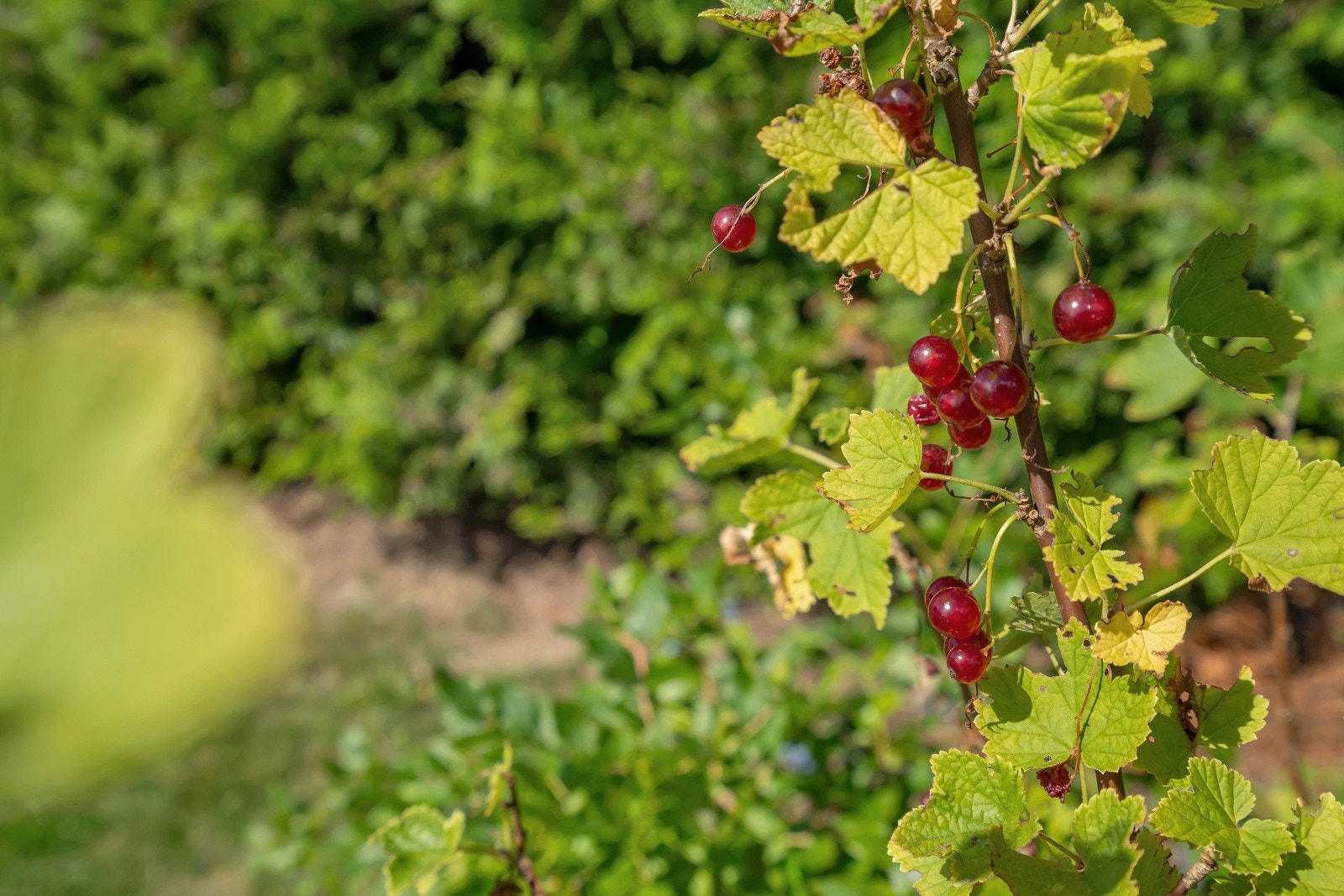Ripsbusker i hagen Galleribilde