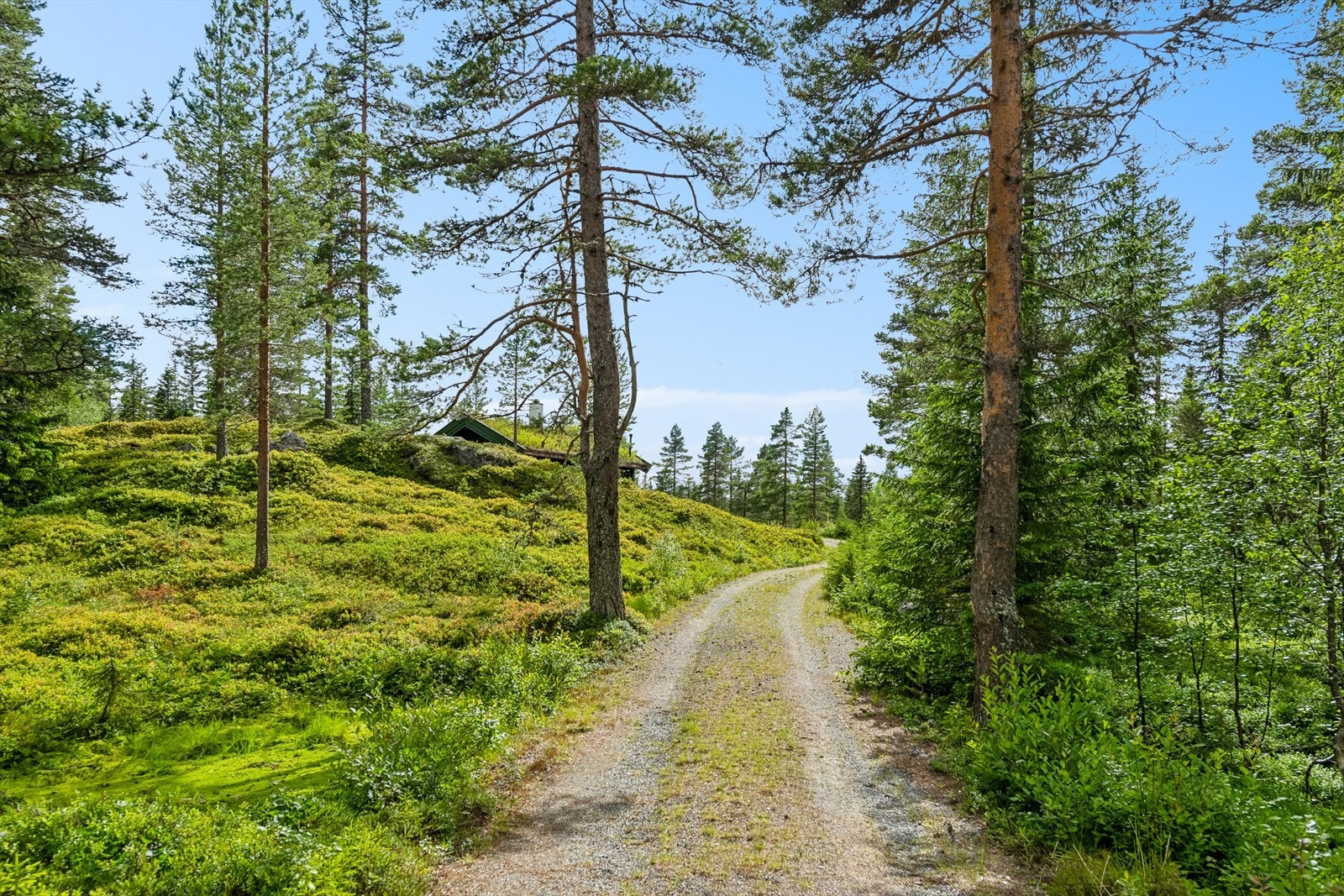 Innkjøring til hyttetomten. Galleribilde