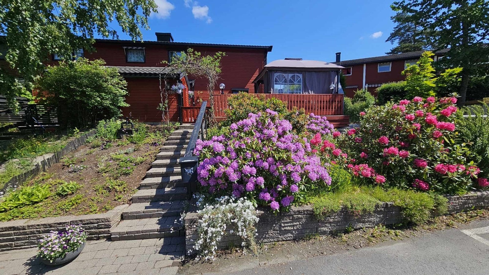 Selgers bilde av Rhododendron i blomst. Galleribilde