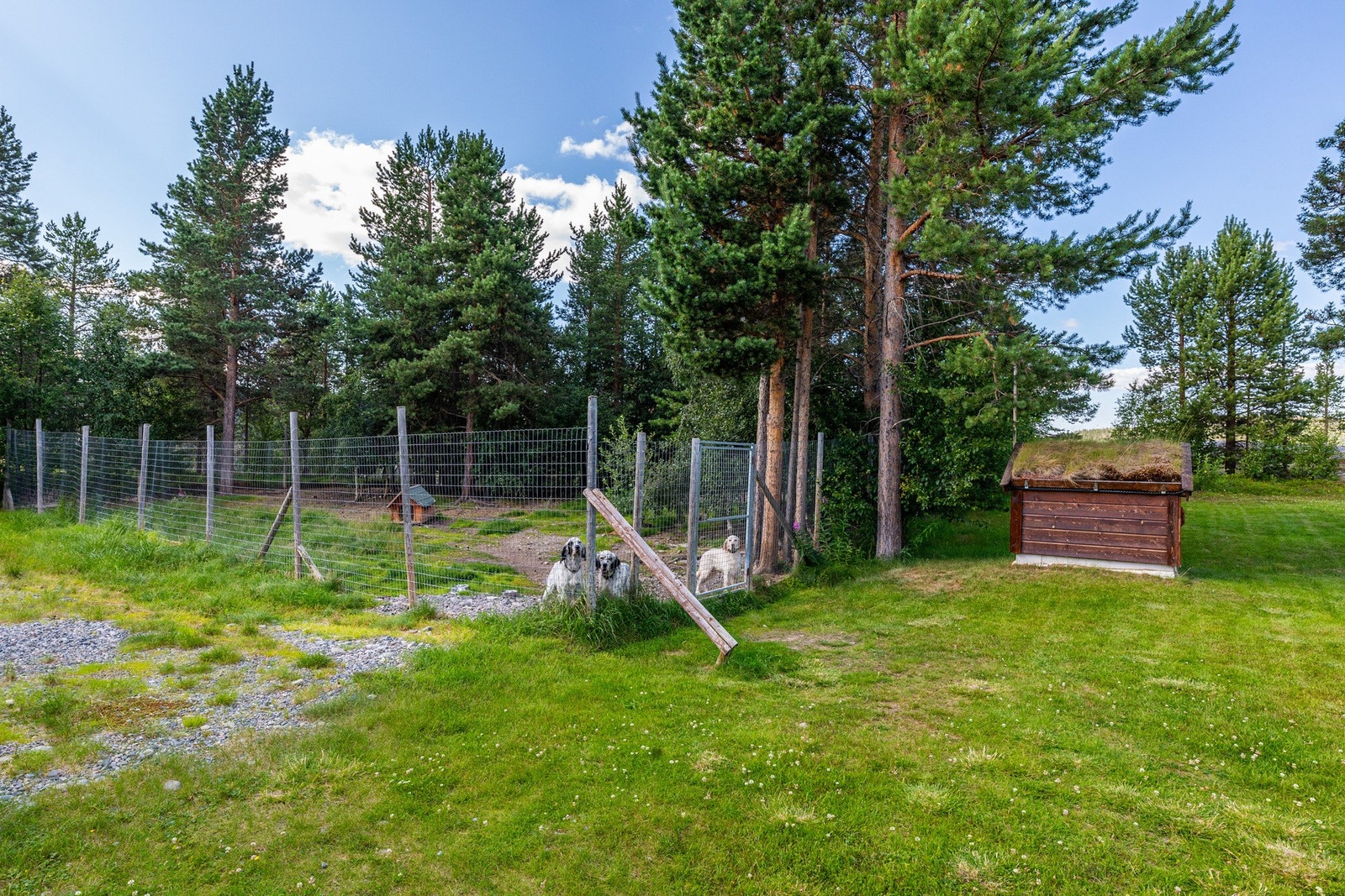 Hundegård Galleribilde