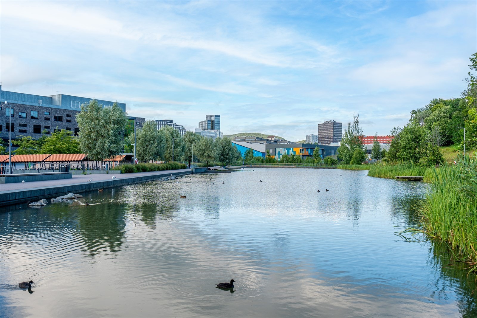 Områdebilde - Hyggelige Teglverksdammen med rikt fugleliv og tursti i umiddelbar nærhet Galleribilde