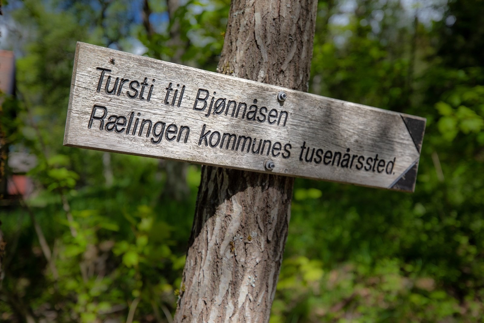 I Østmarka er det uttallige turmuligheter for hele familien. Galleribilde