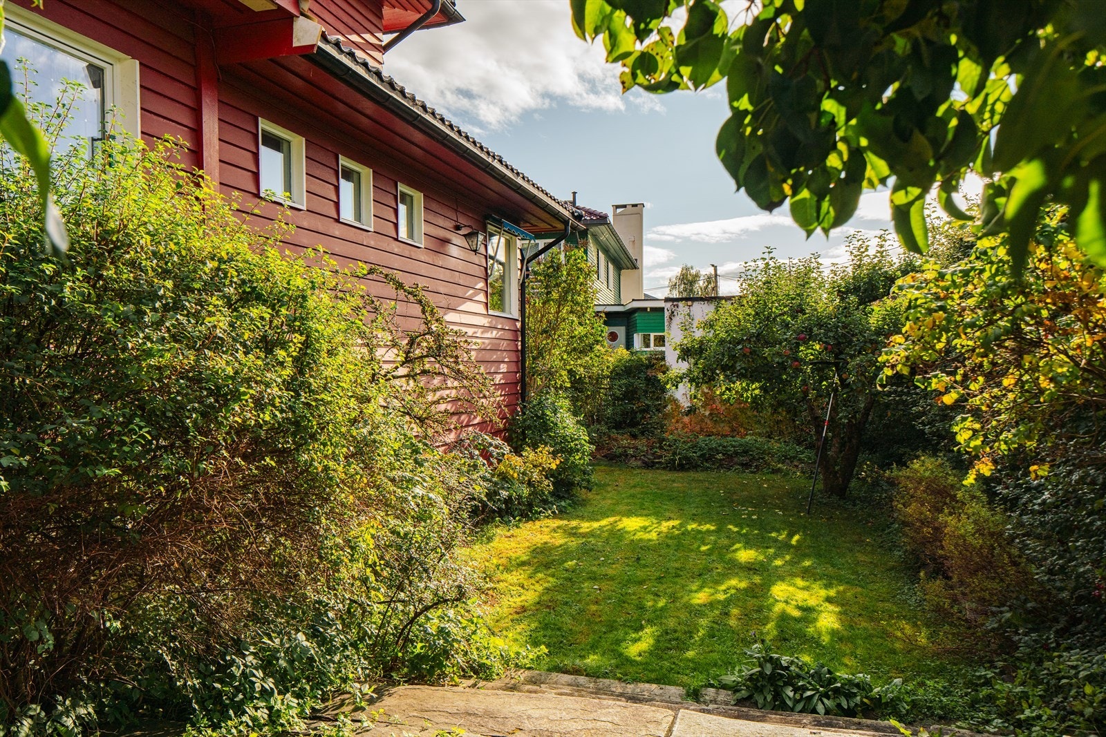 Flere frukttrær i hagen Galleribilde