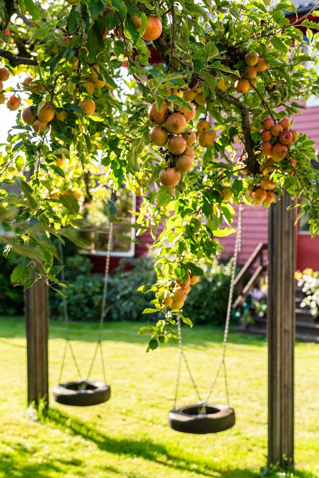 Frukttrær og barnevennlig Galleribilde