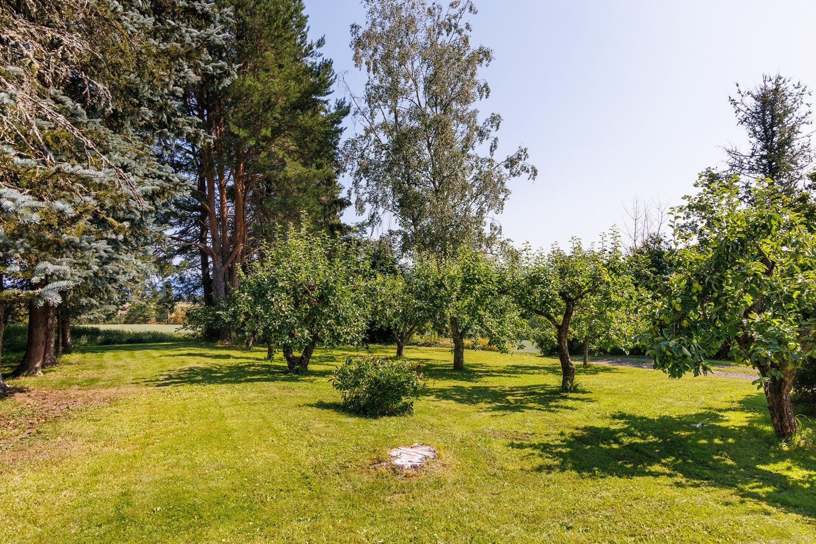 Egen eplehage! Galleribilde