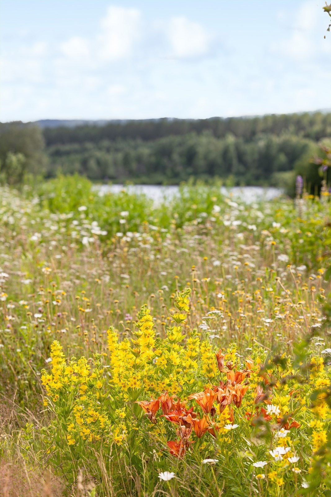 Nydelig naturlandskap med blomster og utsikt til Glomma. Galleribilde