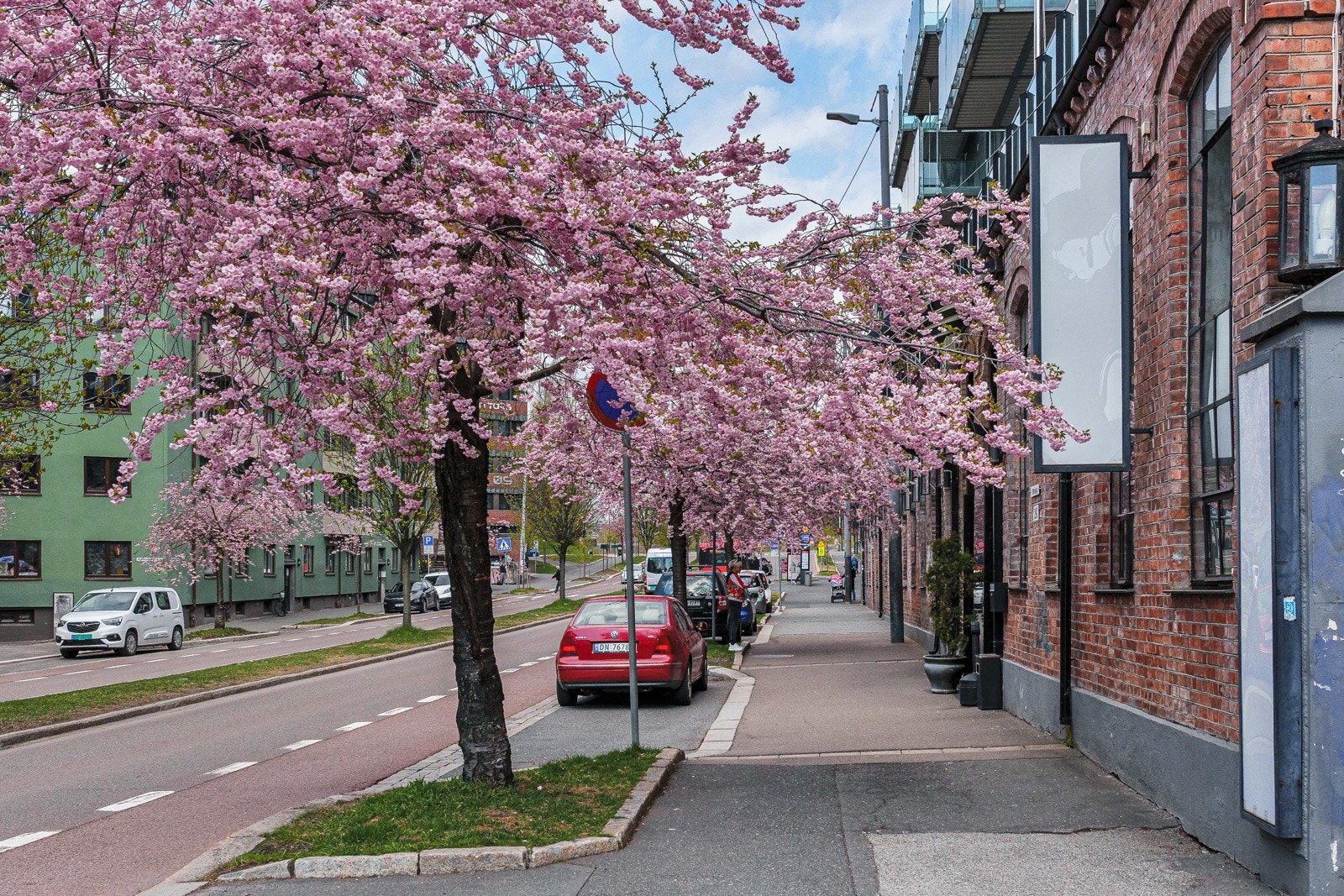 Nærområdet: Med sommeren i anmarsj fylles Kjølberggata med nydelige kirsebærtrær i full spring. Galleribilde