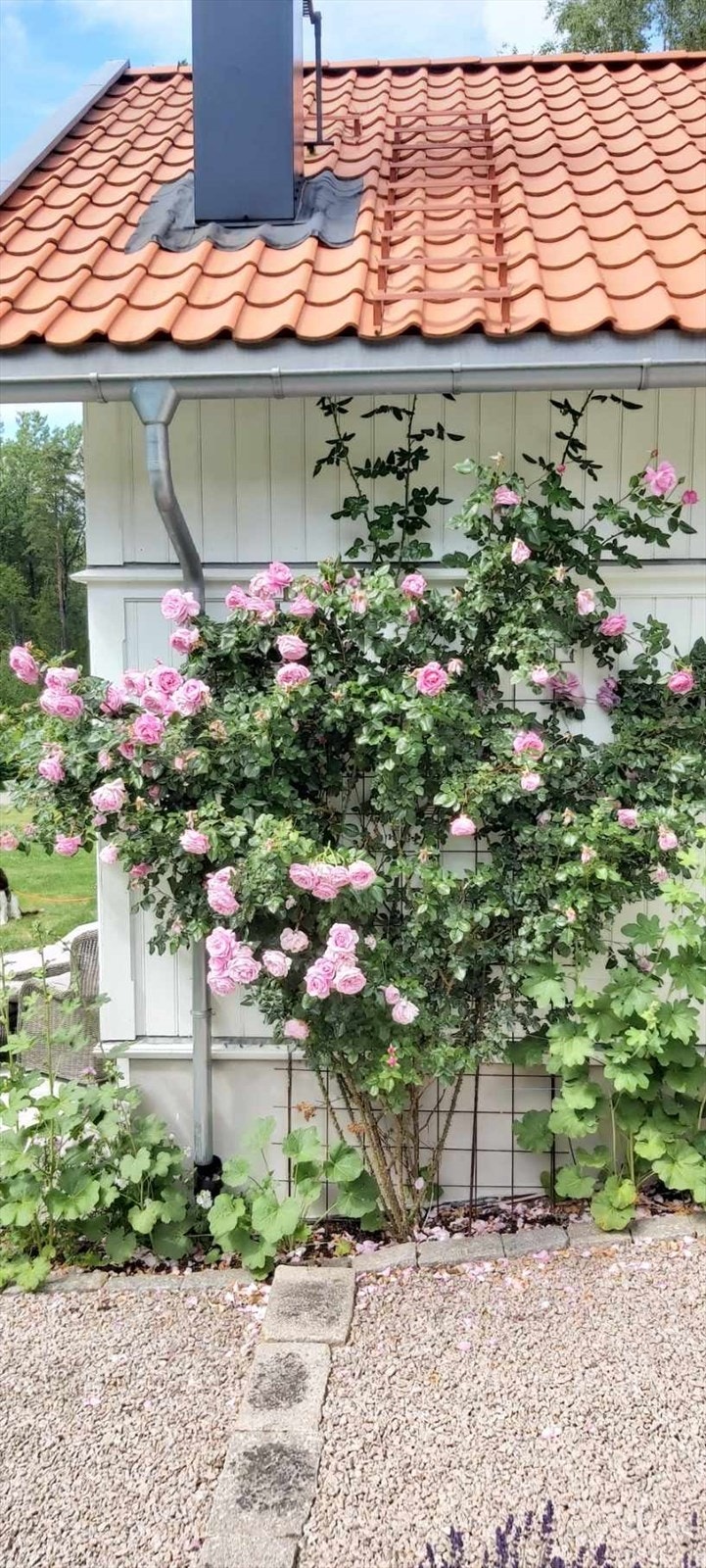 Roser, lavendel og frodig beplantning skaper en fargerik hage (Selgers eget bilde) Galleribilde