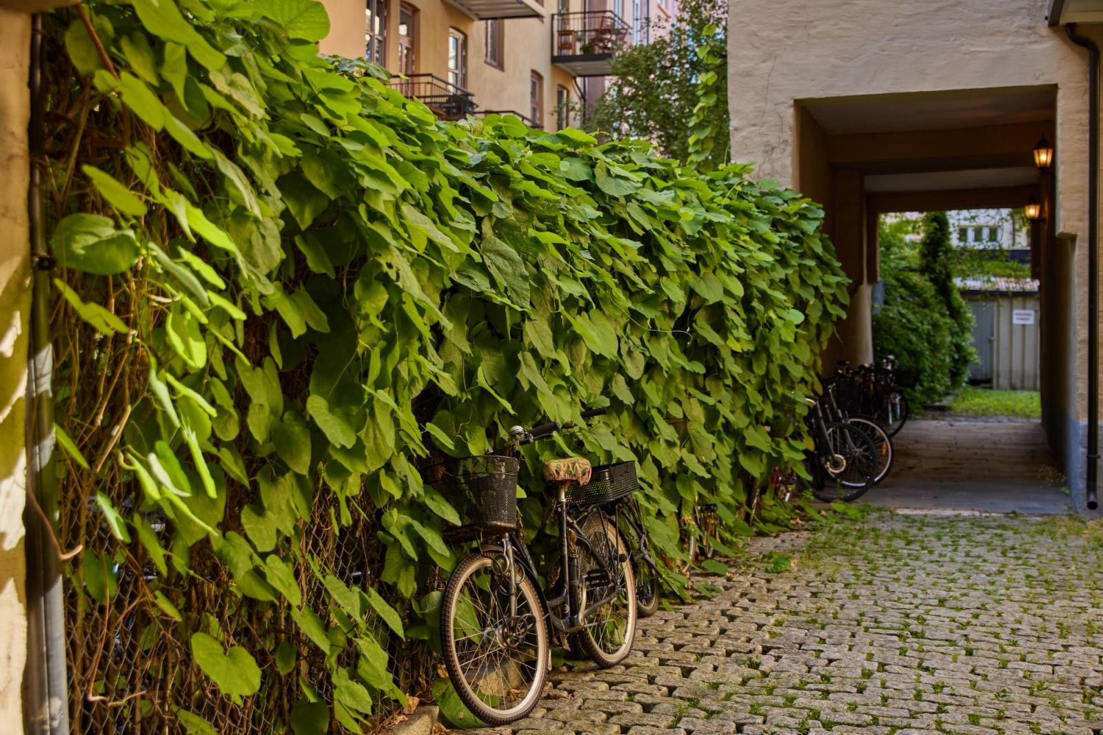 Hyggelige og grønne fellesareal! Galleribilde