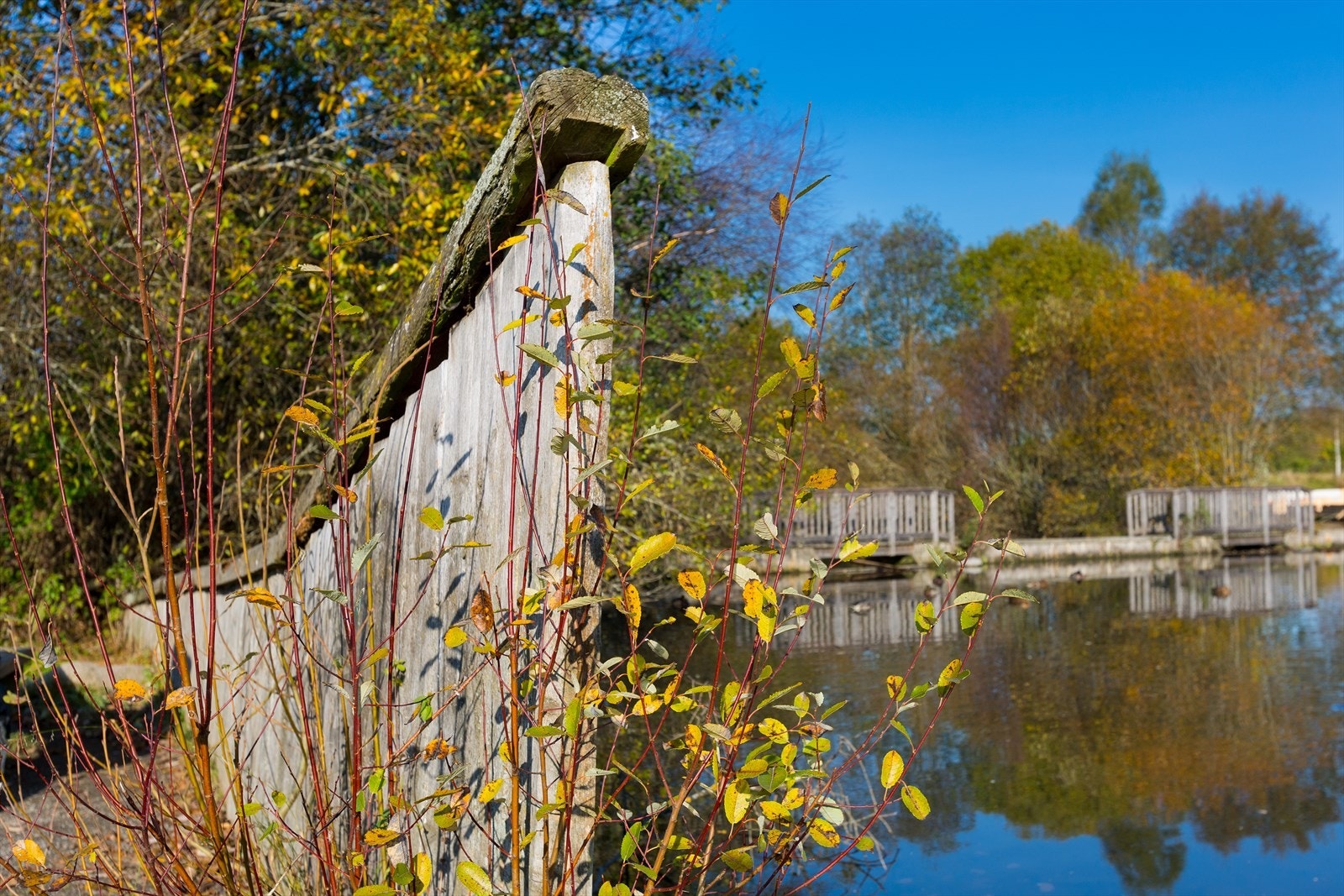 Her kan du gå tur omgitt av vakker natur. Galleribilde