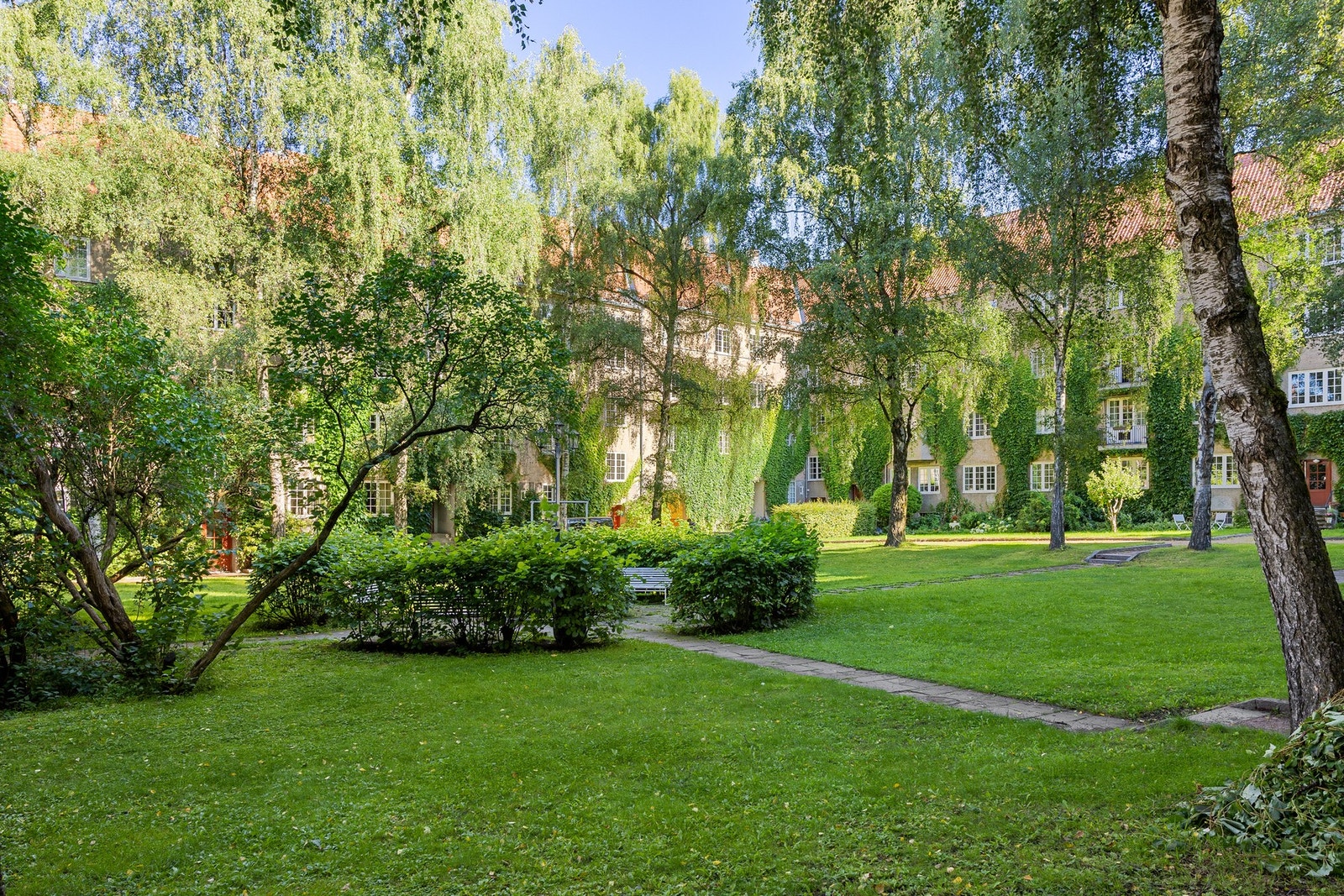 Enkle prydbusker og høye bjørketrær i gårdsrommet. Galleribilde