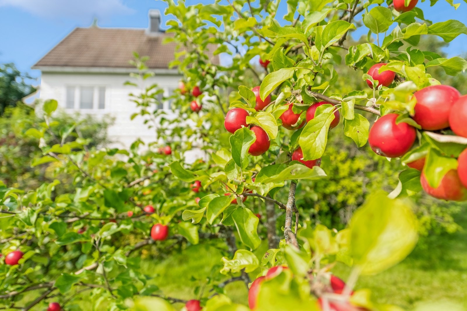 Området rundt boligen er opparbeidet med hage som har gress og diverse pryd-, frukt- og bærbusker. Galleribilde
