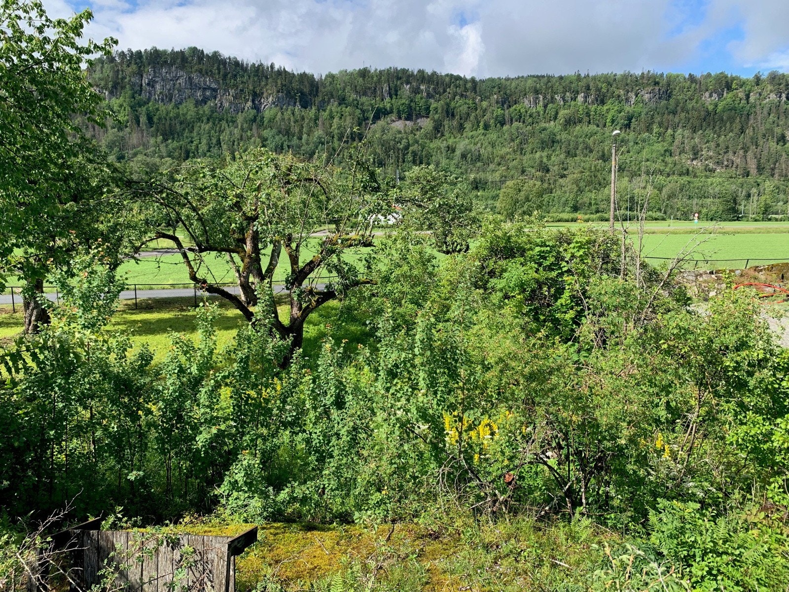 Tomten med frukttrær etc Galleribilde