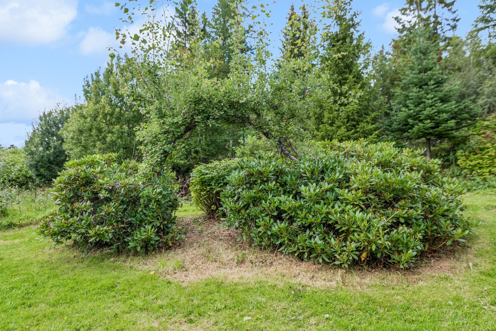 I hagen er det flere flotte busker og vekster. Galleribilde