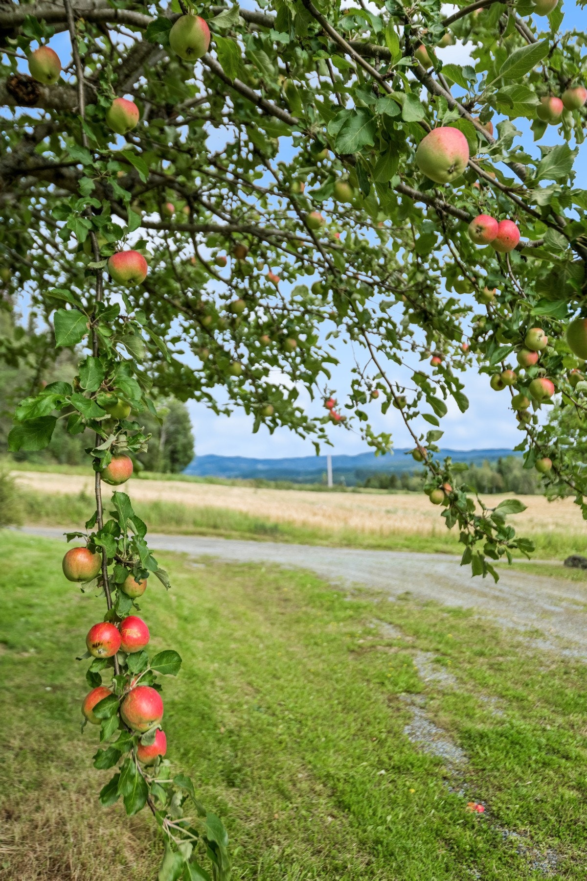 På høsten har boligen frukttrær som bugner av epler. Galleribilde