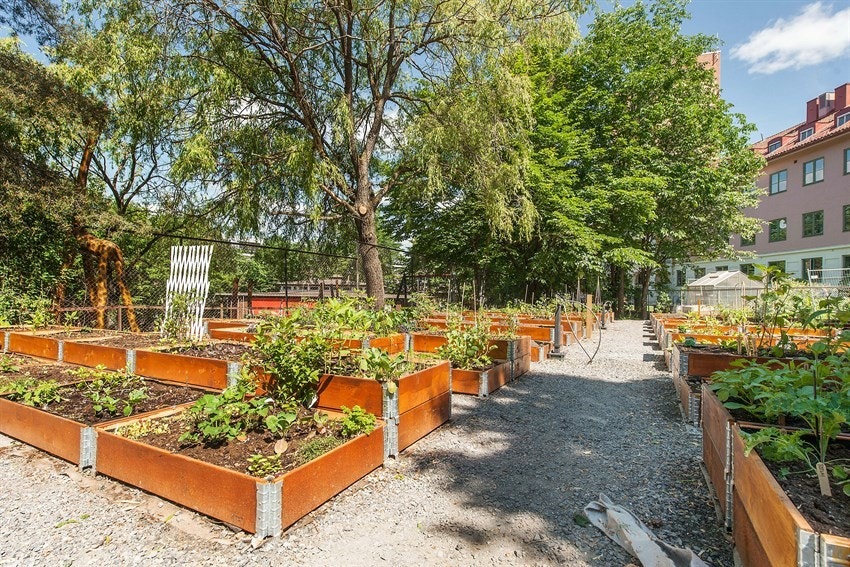 Borettslagets parsellhage. Kortreist kjøkkenglede for store og små. Galleribilde
