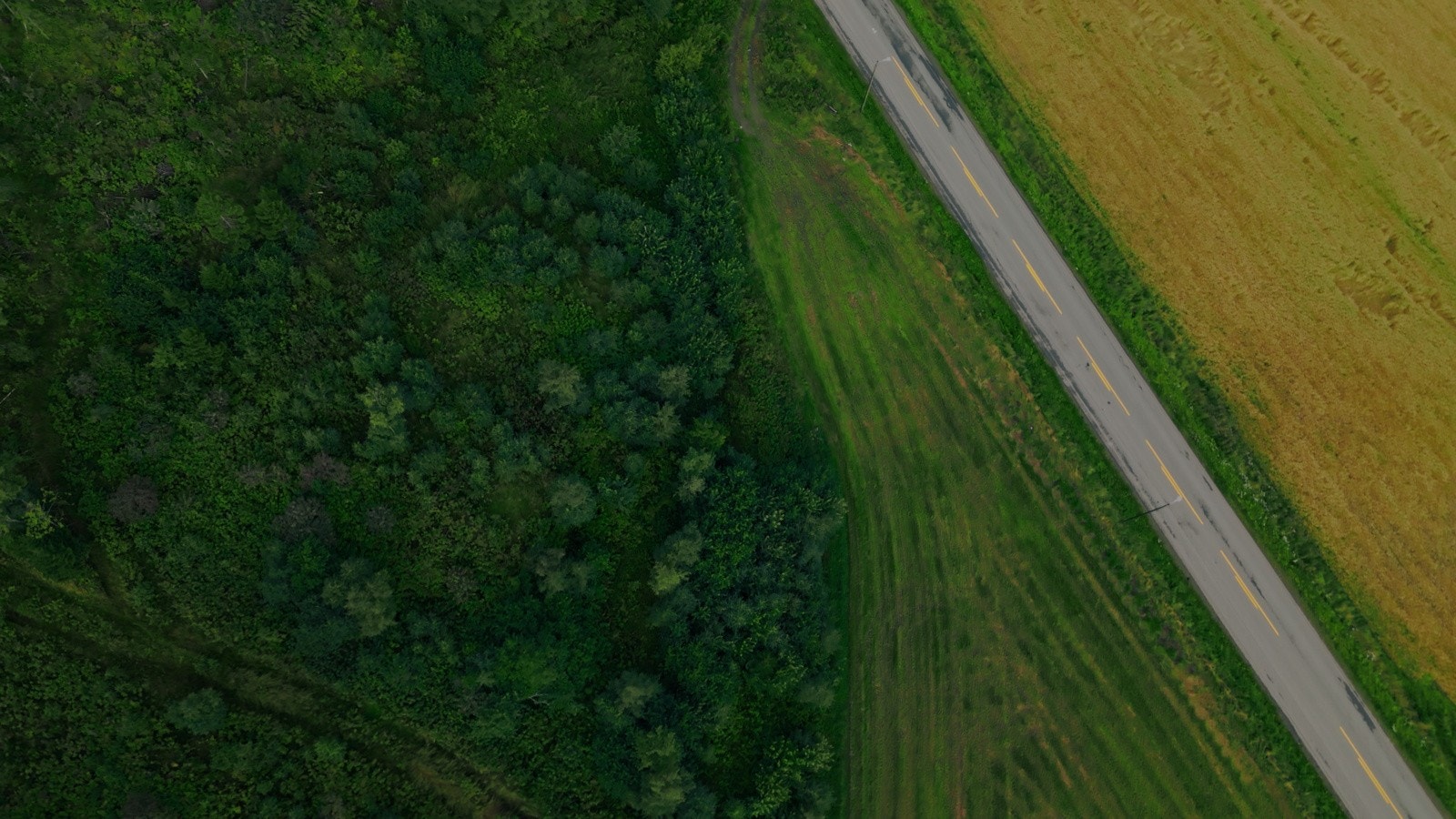 Et friskt området dekt i fine farger. Galleribilde