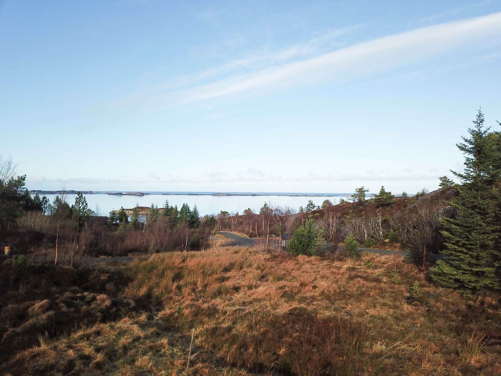 Vegetasjon i tomteområdet. Galleribilde