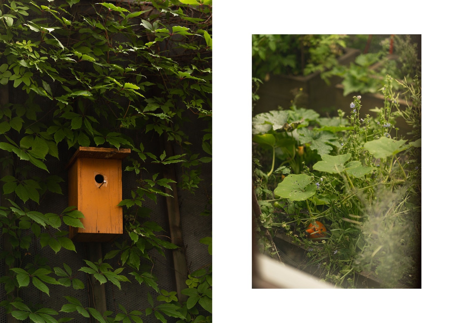 Koselig atmosfære med dyreliv og grønne vekster. Galleribilde