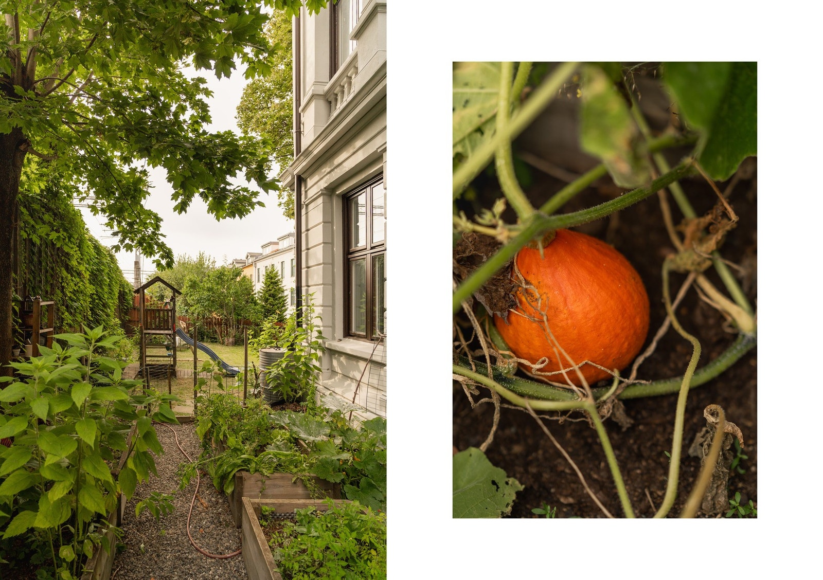 Plant gjerne krydderurter og grønnsaker i plantekassene. Galleribilde