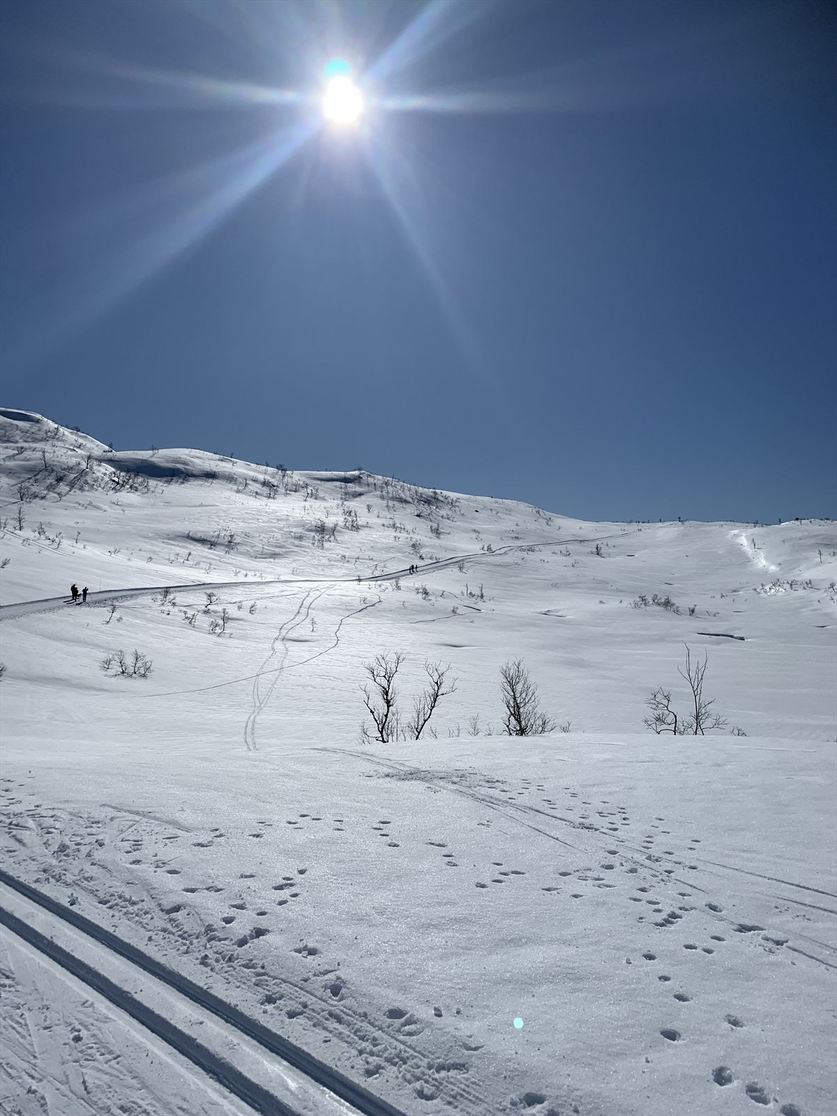 Milevis med preparerte skiløyper Galleribilde
