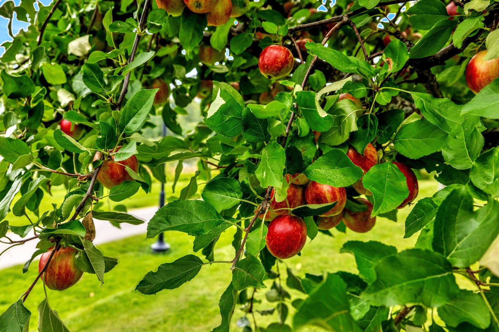 Fellesområdene har planter og flotte epletrær. Galleribilde