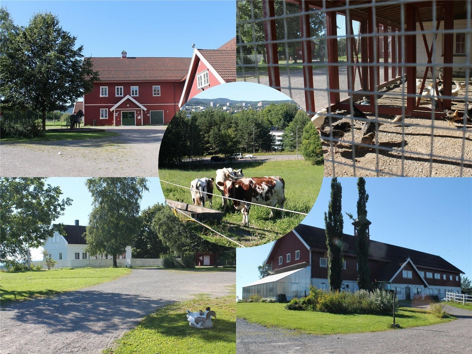 På Nordre Lindeberg besøksgård er det et perfekt sted for barna å hilse på de kjærlige dyrene. Galleribilde