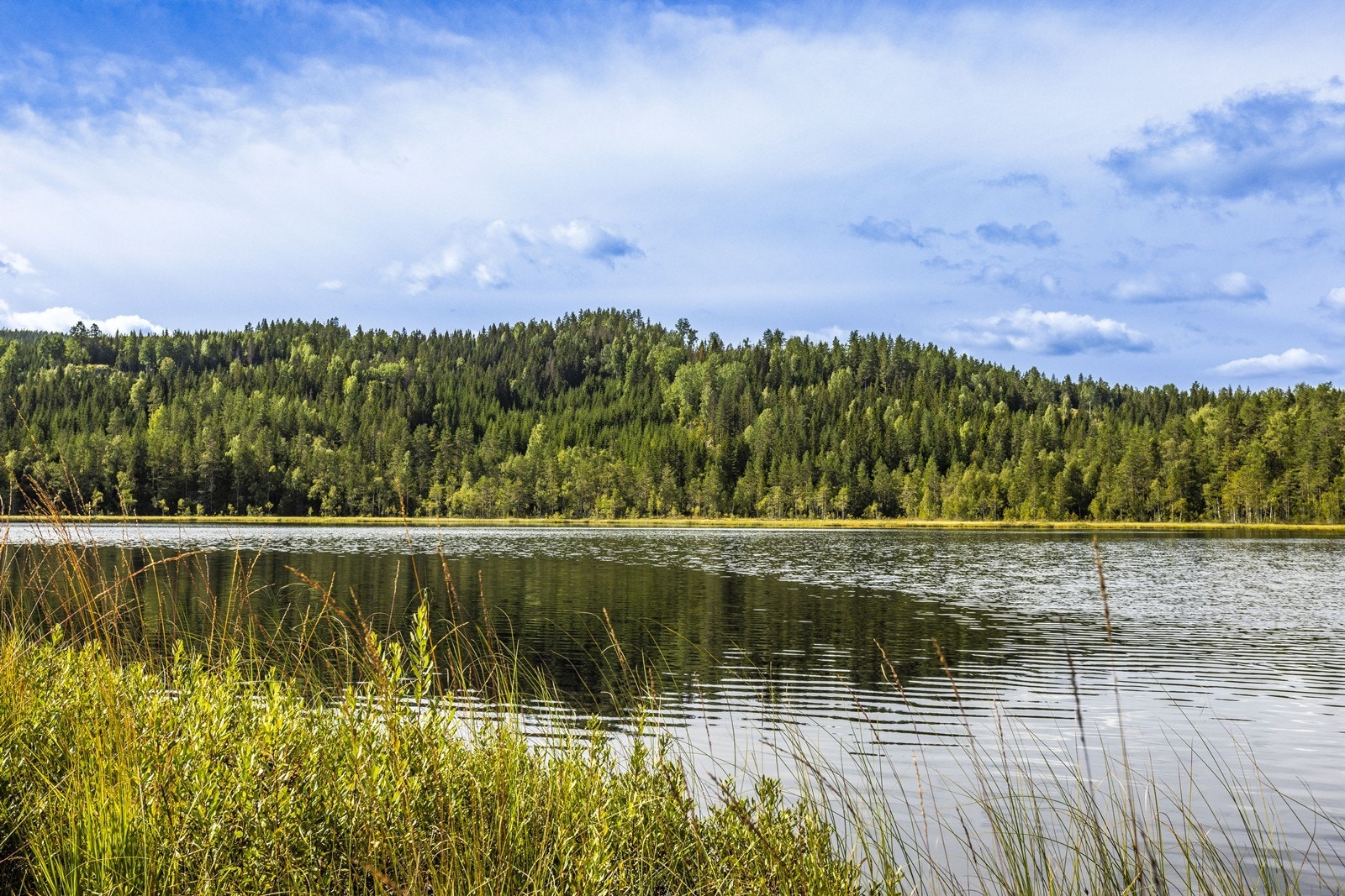 Området rundt Finnerudskogen byr på flotte bade- og fiskemuligheter og turløyper. Galleribilde
