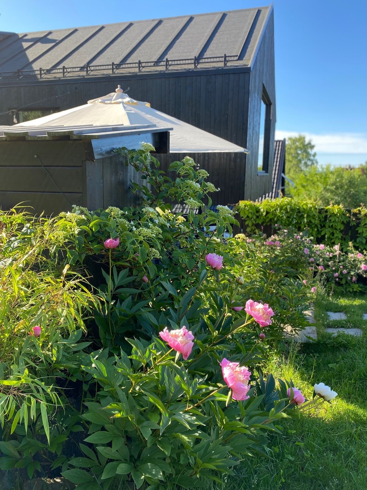 Selgers egne bilder av den nydelige beplantningen i hagen. Galleribilde