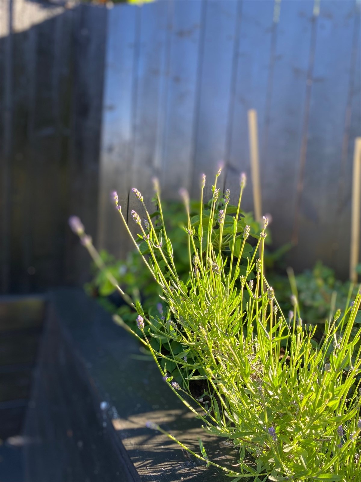 Selgers egne bilder av den nydelige beplantningen i hagen. Galleribilde