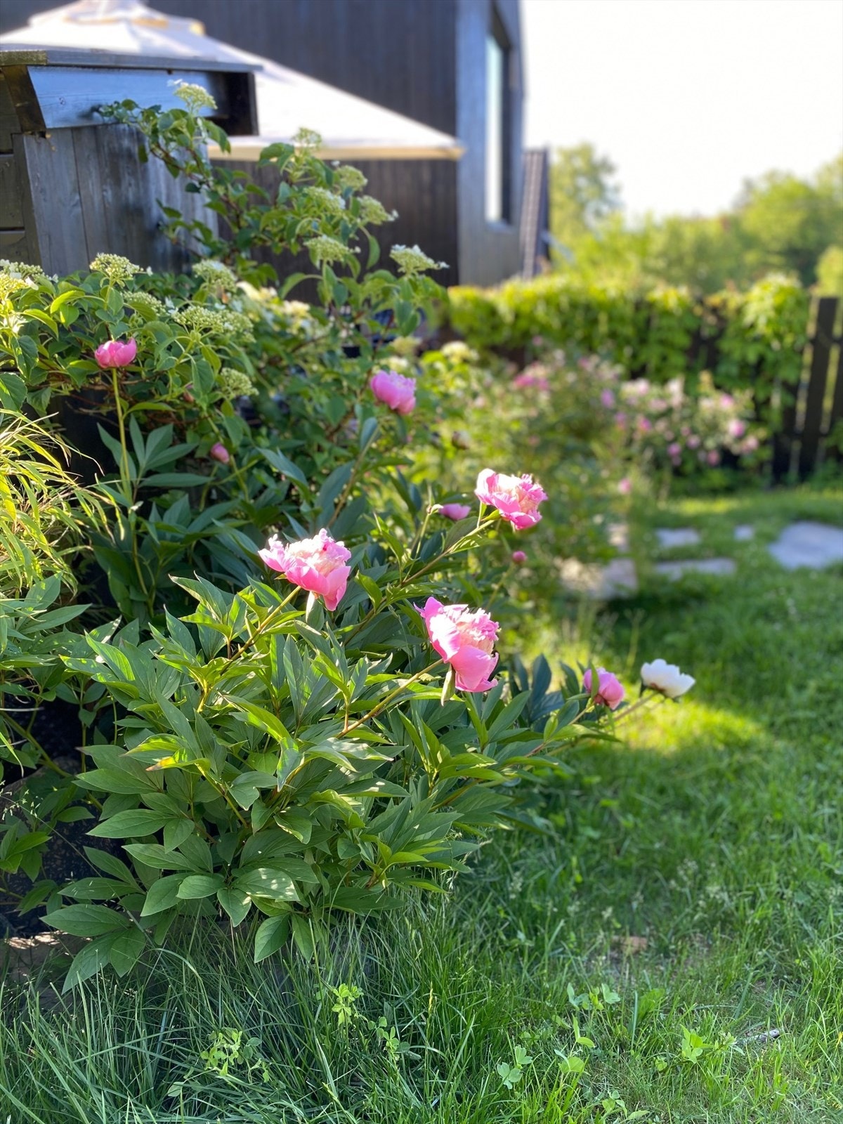 Selgers egne bilder av den nydelige beplantningen i hagen. Galleribilde