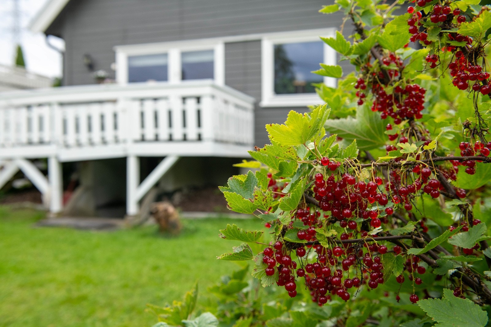 Huset og hagen har en svært skjermet og hyggelig beliggenhet Galleribilde
