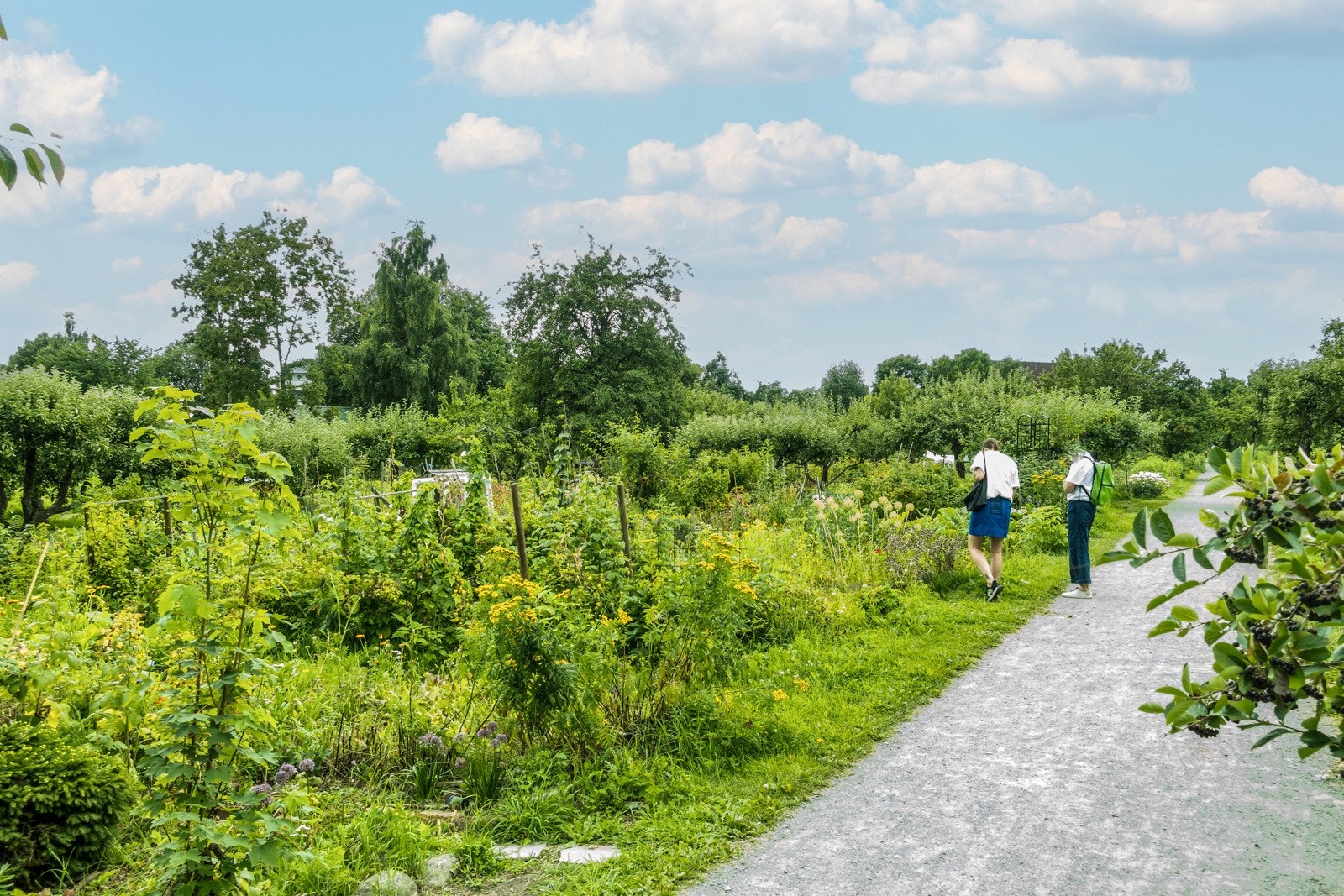 Oslo Kommunale Skolehager har blant annet hage på Geitmyra. Galleribilde