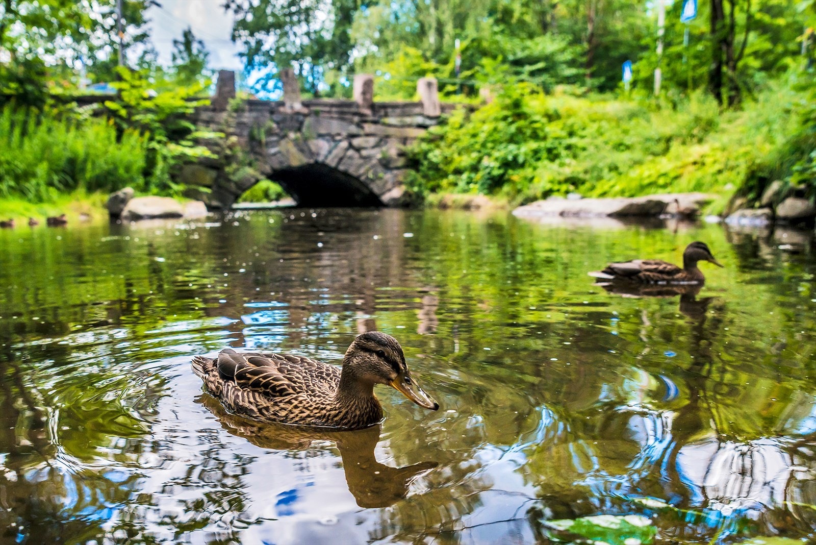 Vakre naturområder med vann og dyreliv Galleribilde