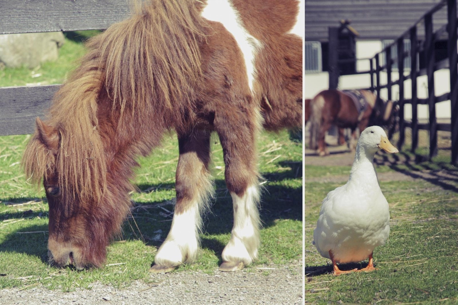 På Ekeberg er det besøksbondegård, ridesenter og lekeplasser. Galleribilde