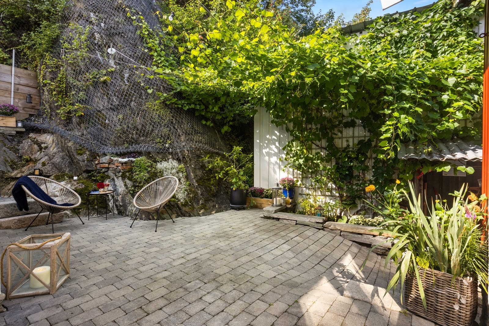 Druerankene vokser seg utover langs oppspente nett og gir deler av hagen et grønt og frodig tak. I 2023 produserte de rundt 30 kg druer. Galleribilde