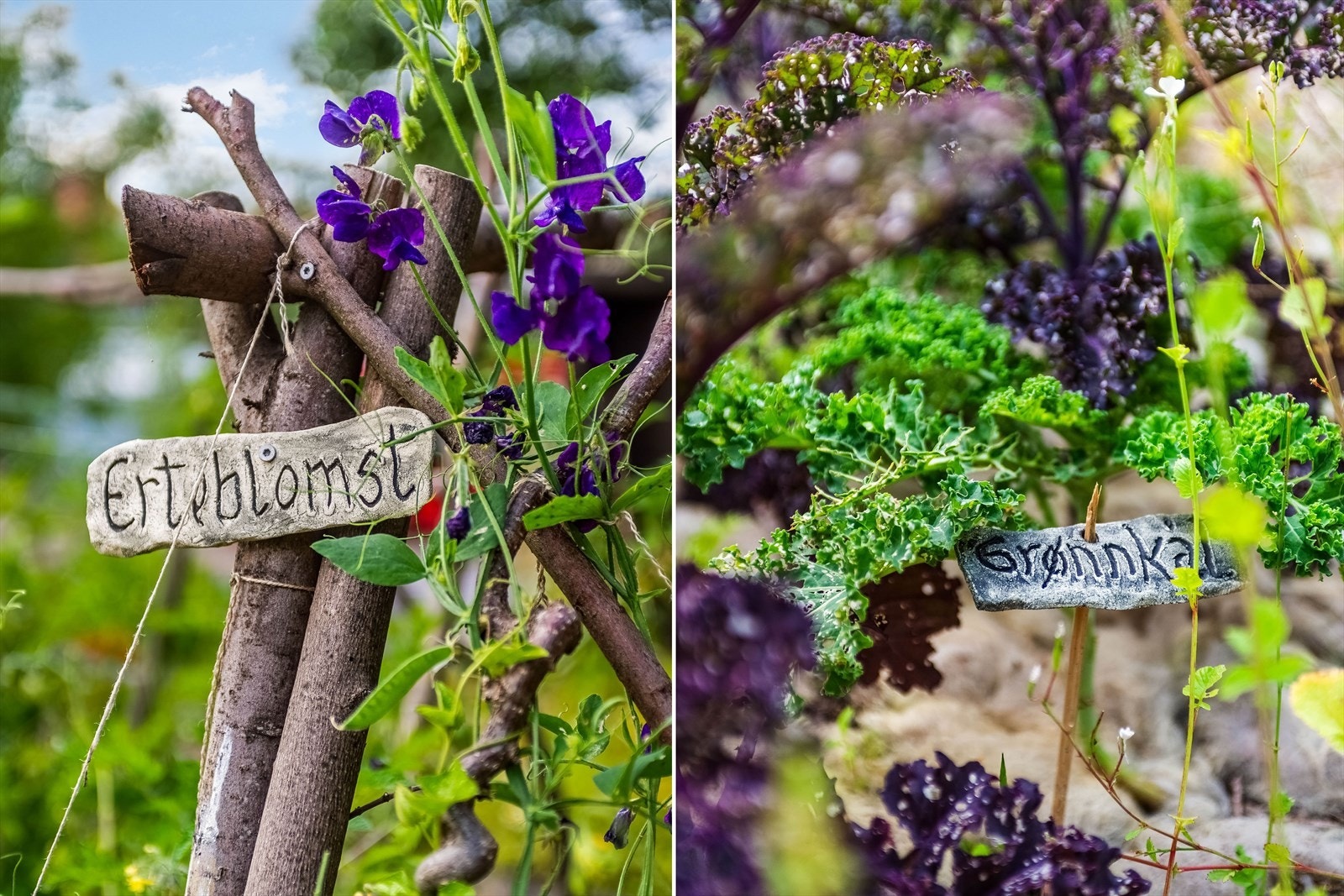 Bakerenga ble kåret til beste hage 2022 av byådet i Oslo kommune. Galleribilde