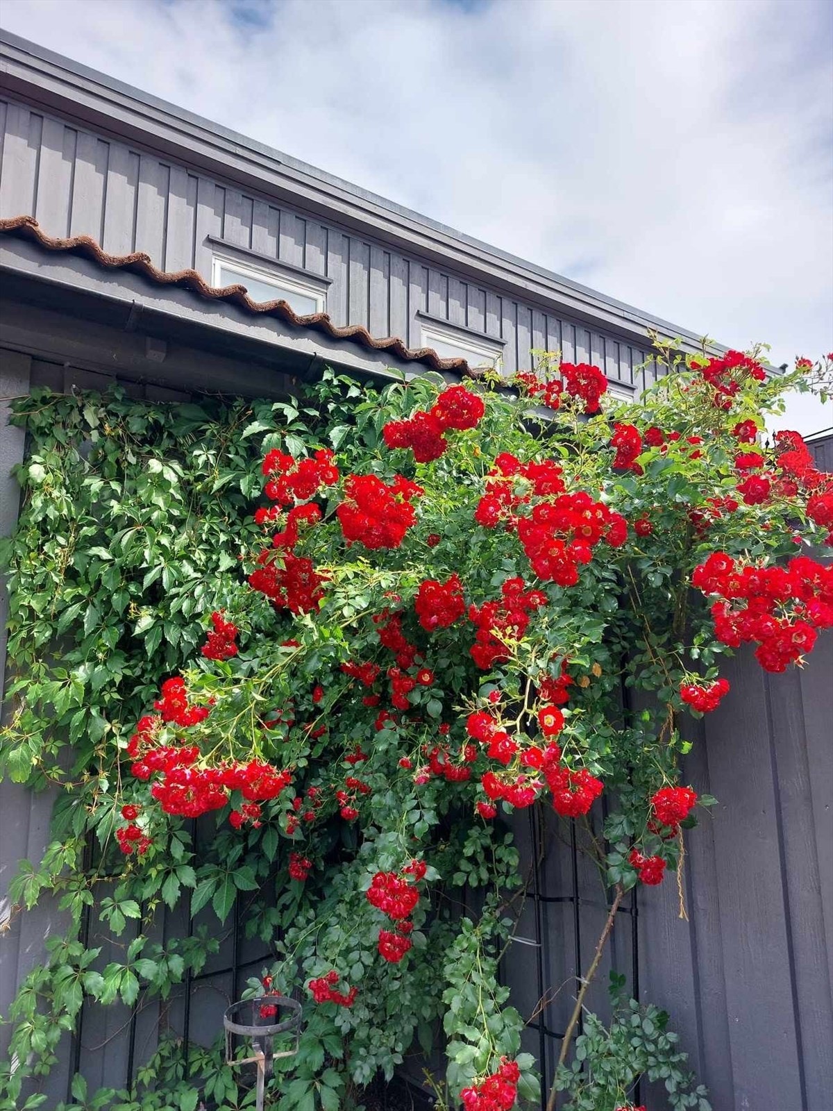 Selgers sommerbilder Galleribilde