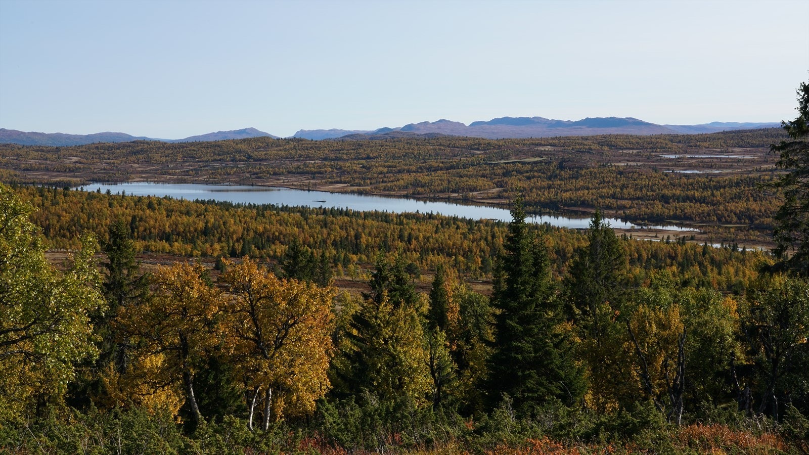 Bilder fra selger: Nærområde høst Galleribilde
