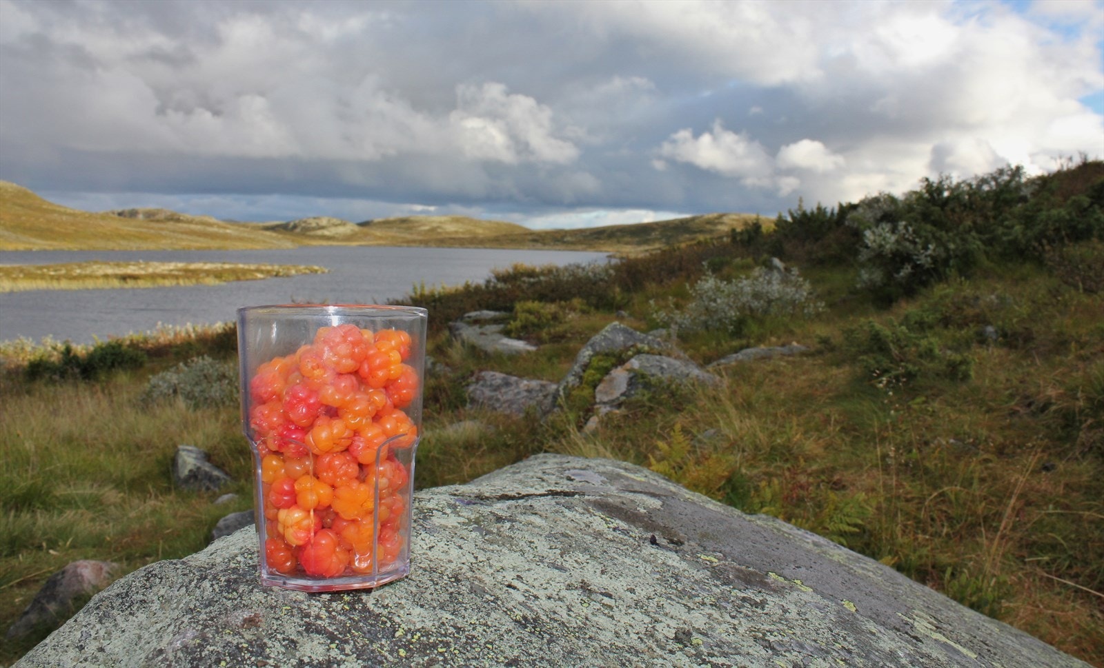 Bilder fra selger: multeterreng i området. Galleribilde