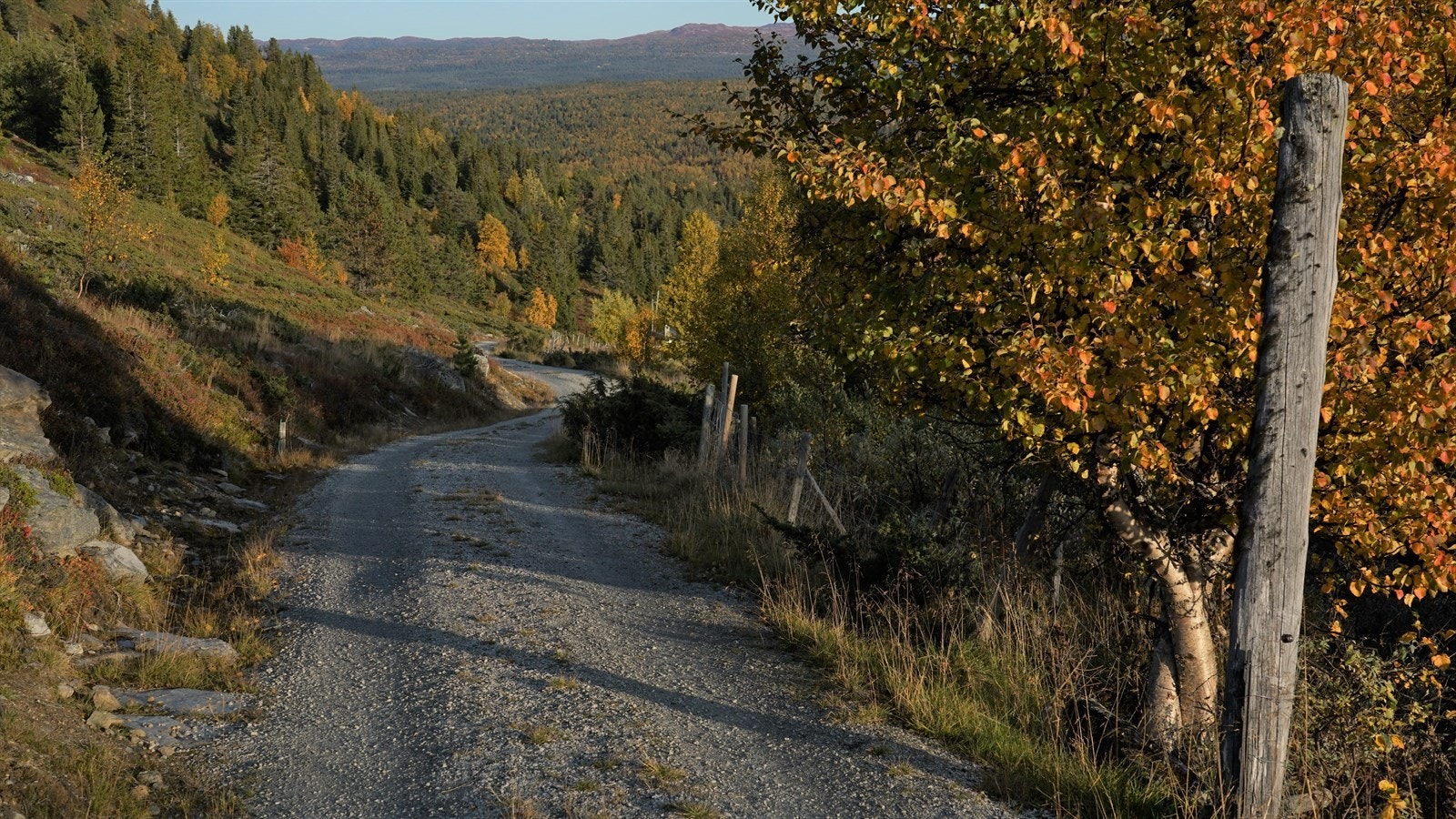 Veien ved hytta. Galleribilde
