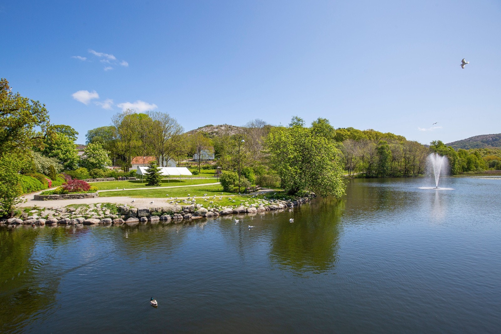 På Hommersåk er det flott, her trives innbyggerne og etablerer seg lenge. Galleribilde