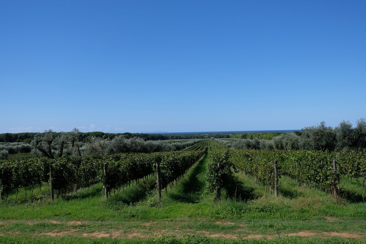 Bolgheri vingårder like ved boligen Galleribilde