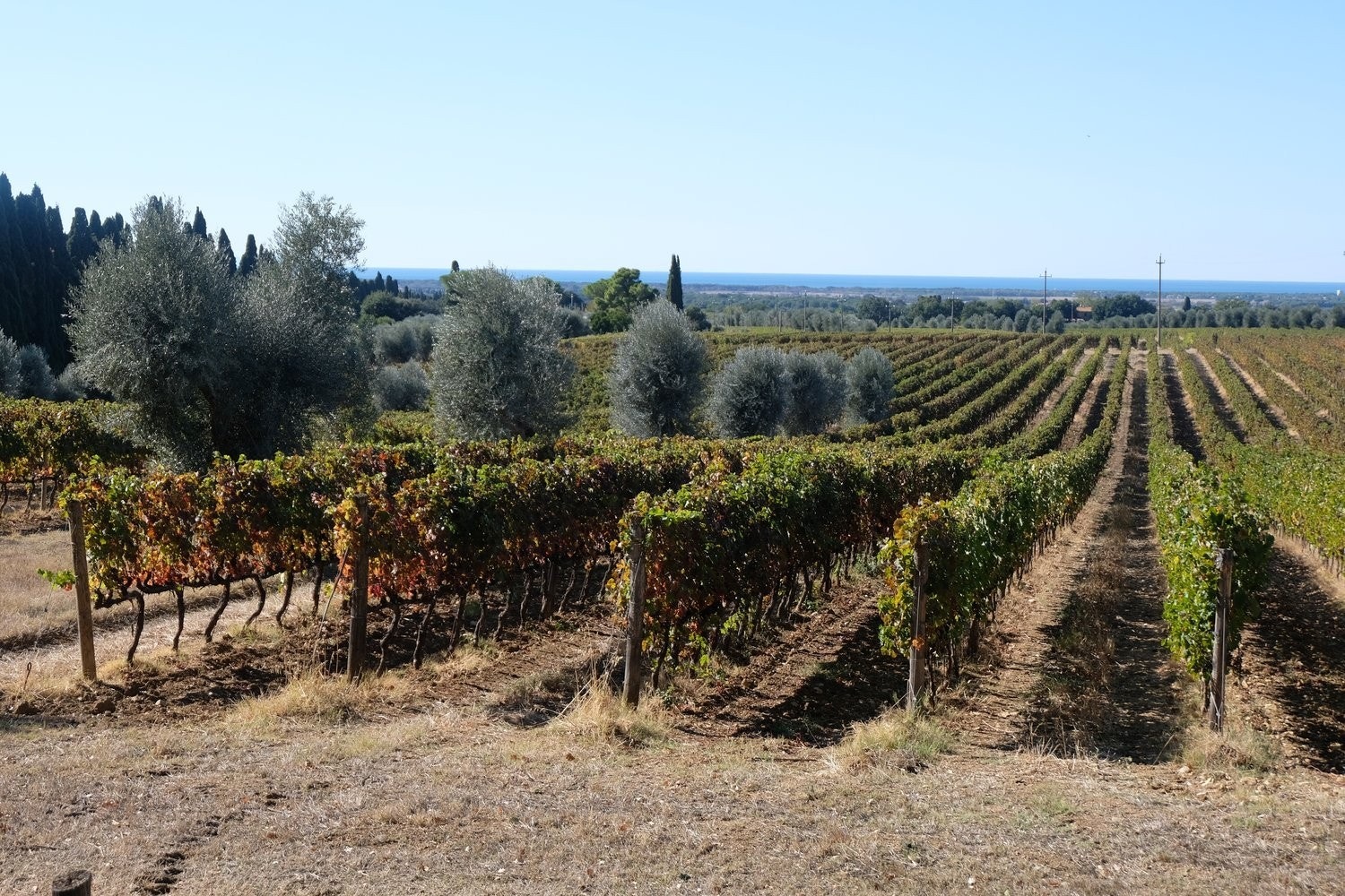 Bolgheri Galleribilde