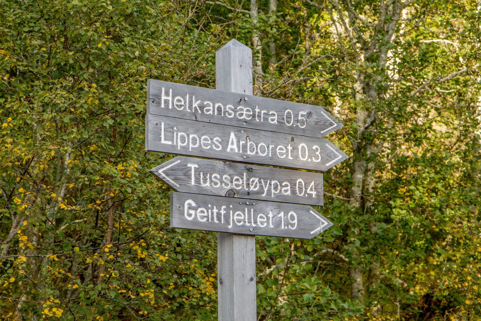 Kort vei opp til Bymarka med fantastiske turmuligheter sommer som vinter. Galleribilde