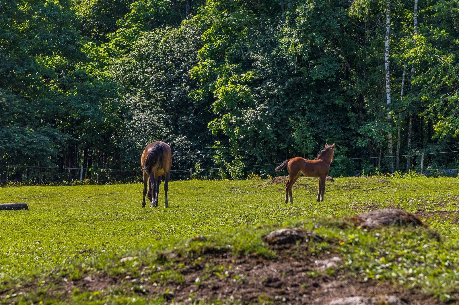 Flott luftegård med etablert inngjerding. Galleribilde
