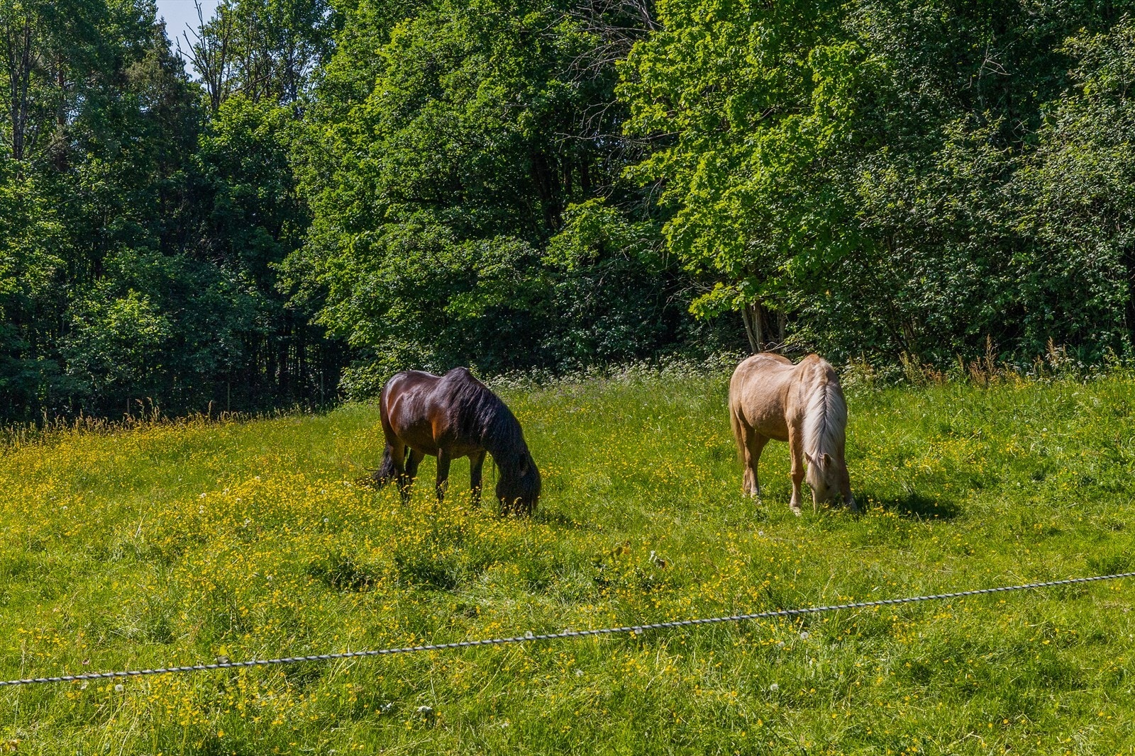 Store fine utearealer for hest. Galleribilde