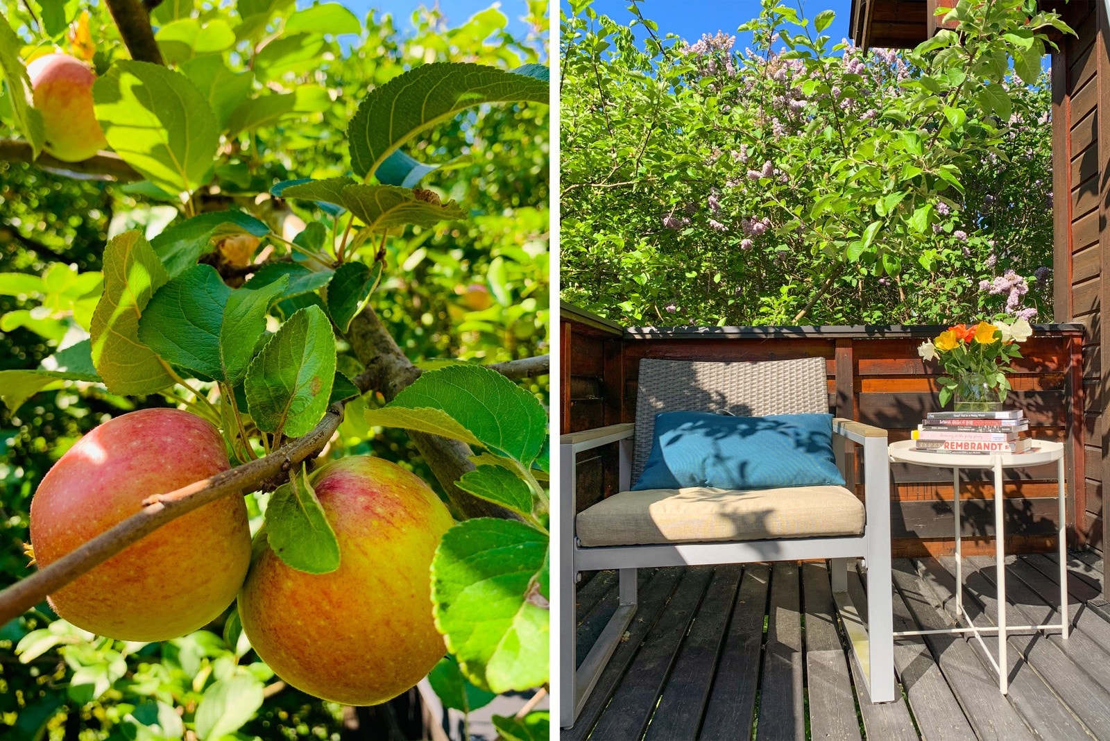 I hagen finner du eple-, plomme- og morelltrær Galleribilde