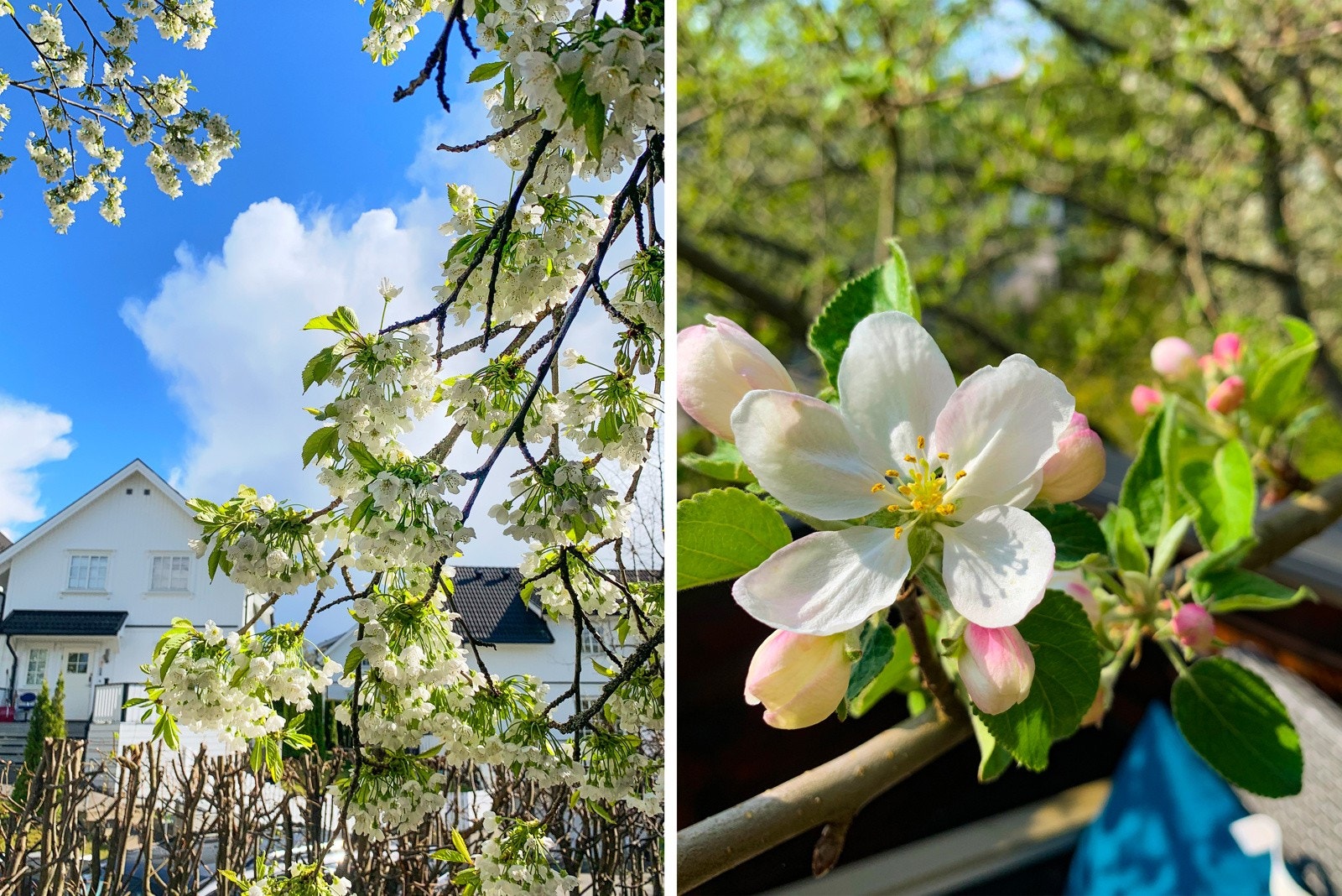 I hagen vokser det plen, trær, vakre prydbusker og epletrær. Galleribilde