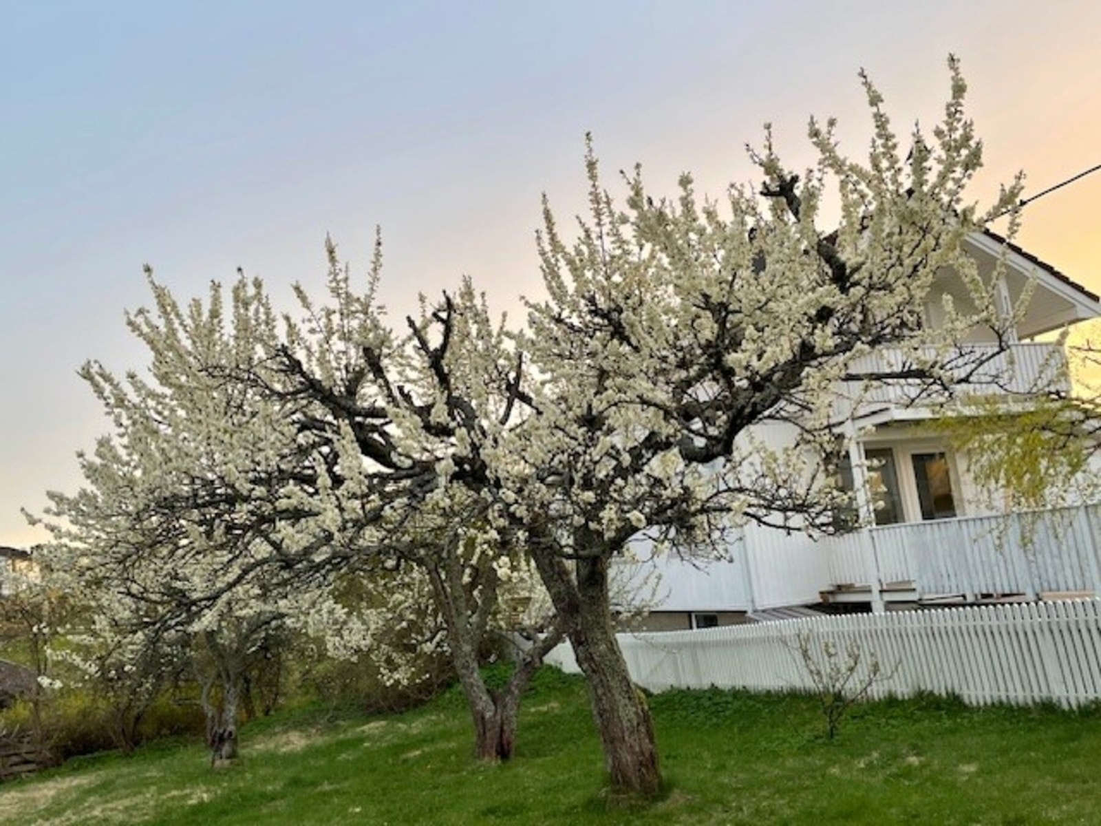 Privat bilde tatt av eier Galleribilde